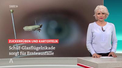 SWR Aktuell: Sendung 16:00 Uhr vom 14.8.2025
