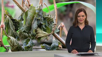SWR Aktuell: Sendung 16:00 Uhr vom 24.5.2024
