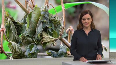 SWR Aktuell: Sendung 18:00 Uhr vom 24.5.2024