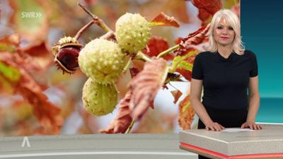 SWR Aktuell: Sendung 17:00 Uhr vom 24.9.2026
