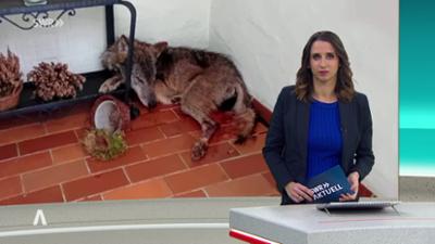 SWR Aktuell: Sendung 19:45 Uhr vom 25.1.2026