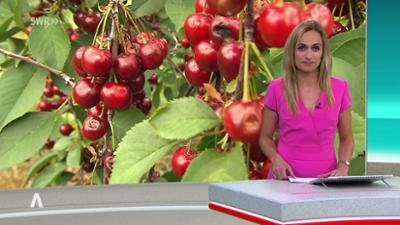 SWR Aktuell: Sendung 18:00 Uhr vom 26.07.2025