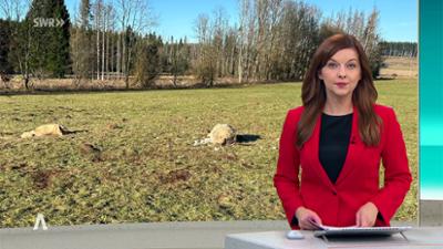 SWR Aktuell: Sendung 19:45 Uhr vom 26.12.2025