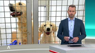 SWR Aktuell: Sendung 19:45 Uhr vom 28.12.2025