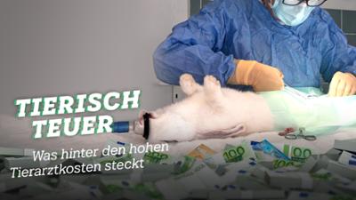 Tierisch teuer: Was hinter den hohen Tierarztkosten steckt