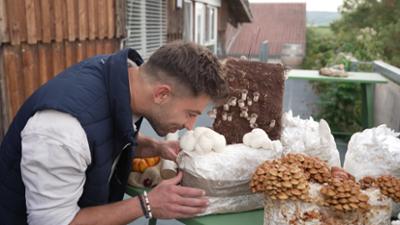Treffpunkt: Pilze neu entdecken: Mit diesen Arten kann man kochen, färben oder bauen