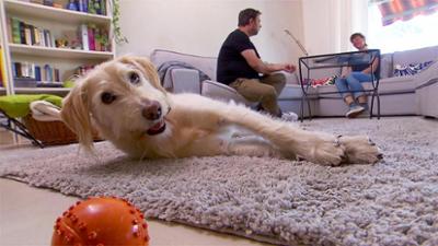 Der Hundeprofi: Folge 3: Heute u. a. mit: Corinna mit Labradoodle Lola
