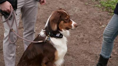 Der Hundeprofi - Rütters Team: Folge 3: Australian Shepherd Rudi ist geräuschempfindlich.