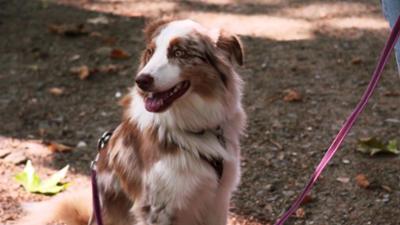 Der Hundeprofi - Rütters Team: Folge 11: Hütehunde im Dauerstress