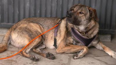Der Hundeprofi - Rütters Team: Folge 5: Schäferhund-Mix Peejay springt Besucher an.