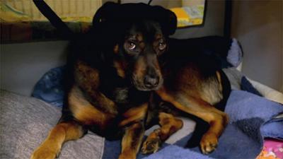 Der Hundeprofi - Rütters Team: Folge 5: Massive Angst und Rückzug bei Mischlingsrüde Köbes