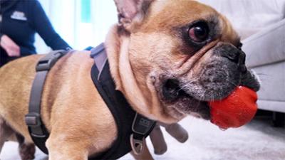 Der Hundeprofi - Rütters Team: Folge 12: Eine Bulldogge beißt sich durch