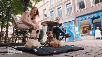Der Hundeprofi - Rütters Team: Folge 2: Die beiden "Fröpse" Elfie und Brüno pöbeln gerne.