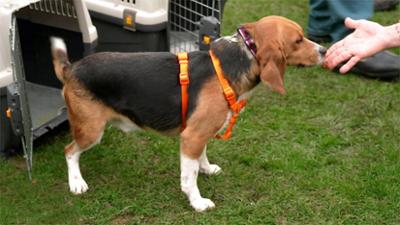 Der Hundeprofi - Rütters Team: Folge 6: Beaglehündin Fine kommt aus einem Versuchslabor.