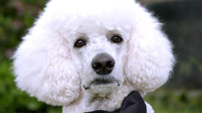 Der Hundeprofi - Rütters Team: Folge 10: König Otto lässt bitten