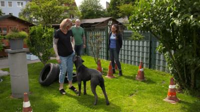 Der Hundeprofi - Rütters Team: Folge 3: Hector bleibt nicht alleine