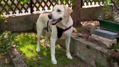 Der Hundeprofi - Rütters Team: Folge 7: Labrador Louie ist verfressen und wenig wählerisch.
