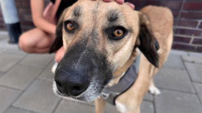 Der Hundeprofi - Rütters Team: Folge 13: Das Kofferraum-Drama