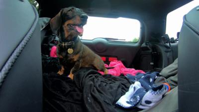 Der Hundeprofi - Rütters Team: Folge 2: Dackelparty im Auto