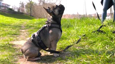 Der Hundeprofi - Rütters Team: Folge 4: Louie hat ein arg ungestümes Temperament.