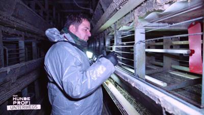 Der Hundeprofi unterwegs: Folge 3: Undercover für den Tierschutz