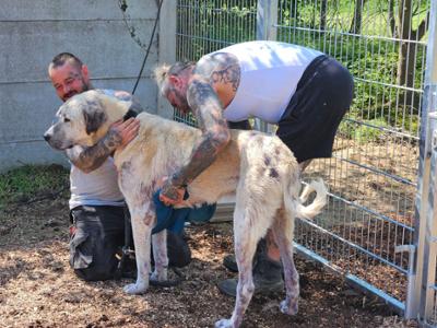 Harte Hunde - Ralf Seeger greift ein: Staffel 11, Folge 2: Hunderettung ohne Grenzen