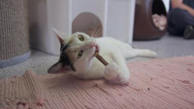 hundkatzemaus: Folge 41: Müssen Katzen wirklich Zähne putzen?