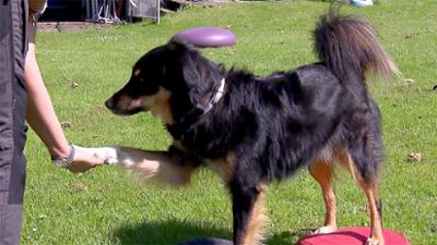 hundkatzemaus: Folge 33: Gymnastricks - Hundesport für Körper und Geist!