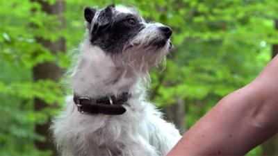 hundkatzemaus: Folge 42: Outdoorsport mit Hund