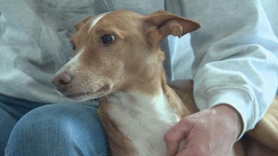 hundkatzemaus: Folge 16: Kuscheltherapie im Krankenhaus