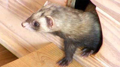 hundkatzemaus: Folge 34: Frettchenhaltung Deluxe