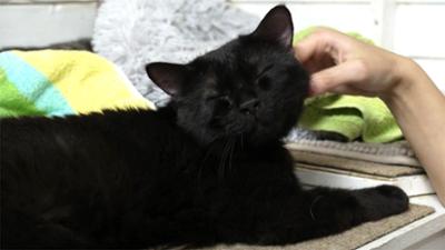 hundkatzemaus: Folge 43: Ein Gnadenhof für Katzen