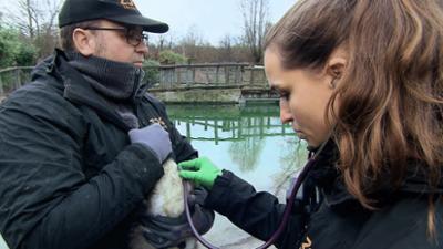 hundkatzemaus: Folge 17: Agility mit Hündin Boo