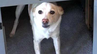 hundkatzemaus: Folge 39: Besucherschreck Hund