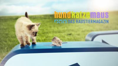 hundkatzemaus - Das Haustiermagazin: Folge 32: Superheldin Katze
