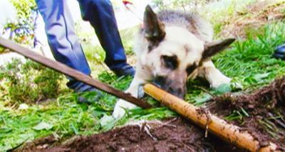 Medical Detectives: Staffel 1, Folge 117: Mord ohne Motiv