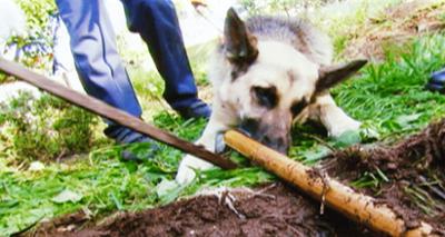 Medical Detectives: Staffel 1, Folge 117: Mord ohne Motiv