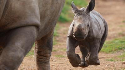 Abenteuer Erde: Das wilde Dutzend: Zoos im Westen