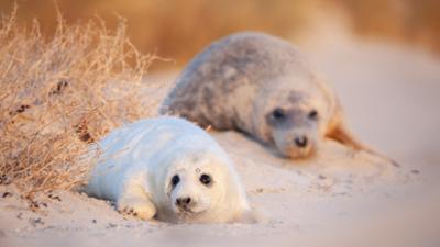 Abenteuer Erde: Die Nordfriesischen Inseln: Im Griff der Naturgewalten