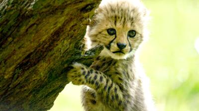 Abenteuer Erde: Die wilden 12: Unsere Zoos im Westen (1/3) Abenteuer Erde: Die wilden 12: Unsere Zoos im Westen (1/3)