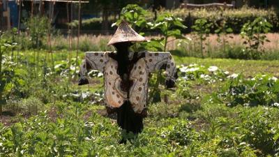 Der Elefant: Eine Vogelscheuche im Gemüsegarten
