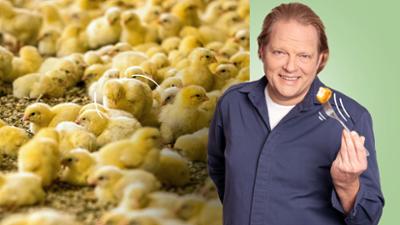 Der Vorkoster: Lieblingsessen Hähnchen: Klasse oder Masse? Der Vorkoster: Lieblingsessen Hähnchen: Klasse oder Masse?