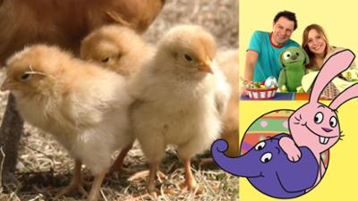 Die Sendung mit dem Elefanten: Wo kommen Küken her?