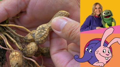 Die Sendung mit dem Elefanten: Wie wachsen Erdnüsse?