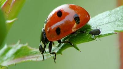 Die Sendung mit dem Elefanten: Wie viele Punkte hat ein Marienkäfer?