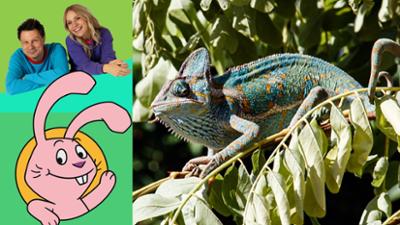 Die Sendung mit dem Elefanten: Warum ändern Chamäleons die Farbe?