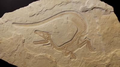 Die Sendung mit der Maus: Dinosaurier