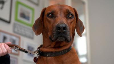 Die Tierärzte - Retter mit Herz: Der Schönheitsfehler