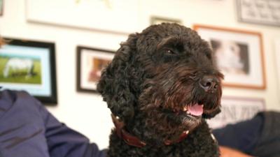 Die Tierärzte - Retter mit Herz: Sechs Socken & eine Hundehochzeit