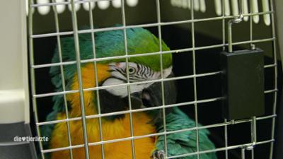 Die Tierärzte - Retter mit Herz: So ist das Leben